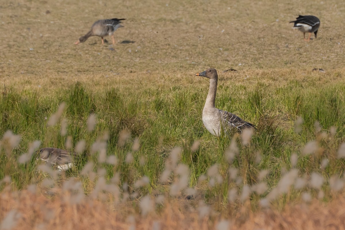 Taiga Bean-Goose - ML645713086