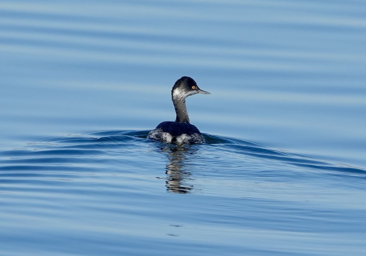Eared Grebe - ML645713088