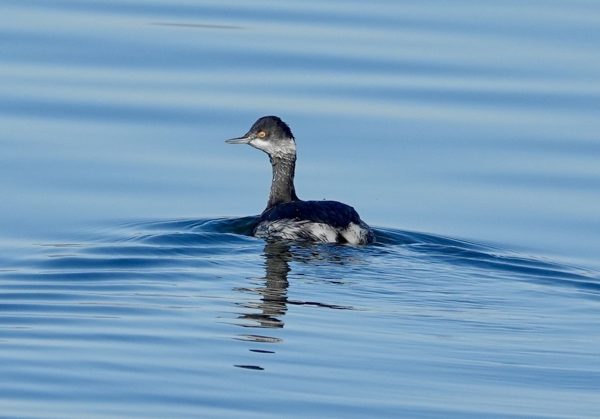 Eared Grebe - ML645713089
