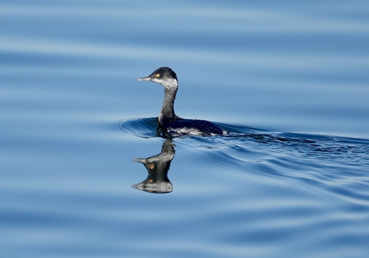 Eared Grebe - ML645713090