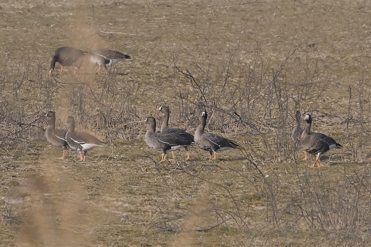Lesser White-fronted Goose - ML645713091