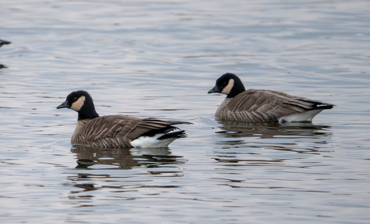 Cackling Goose - ML645713092