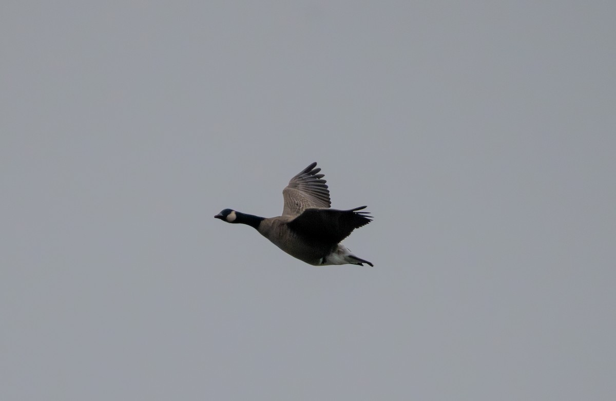 Cackling Goose - ML645713093