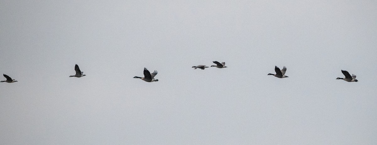 Cackling Goose - ML645713094