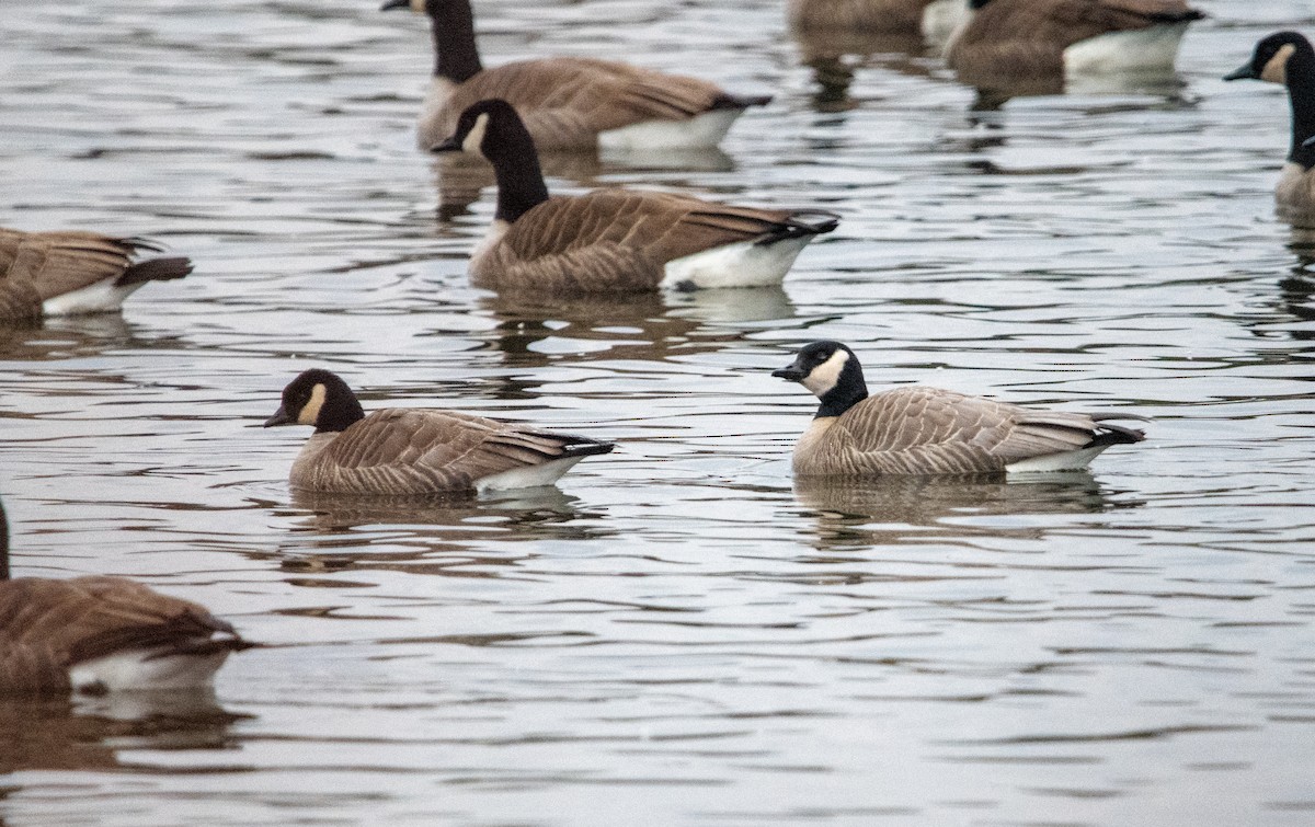 Cackling Goose - ML645713095