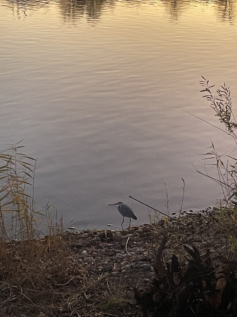 Gray Heron - ML645713096
