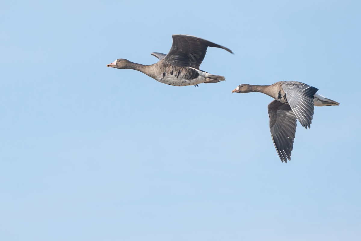 Greater White-fronted Goose - ML645713098