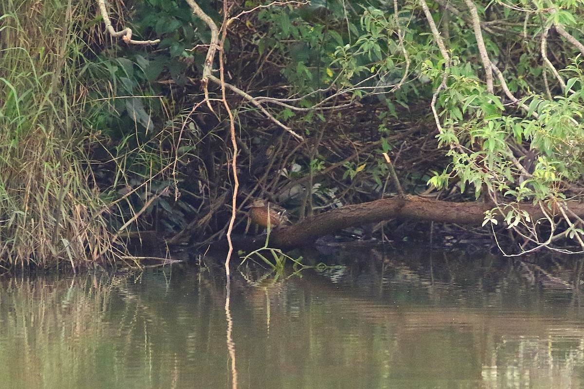 Green-winged Teal - ML645713099