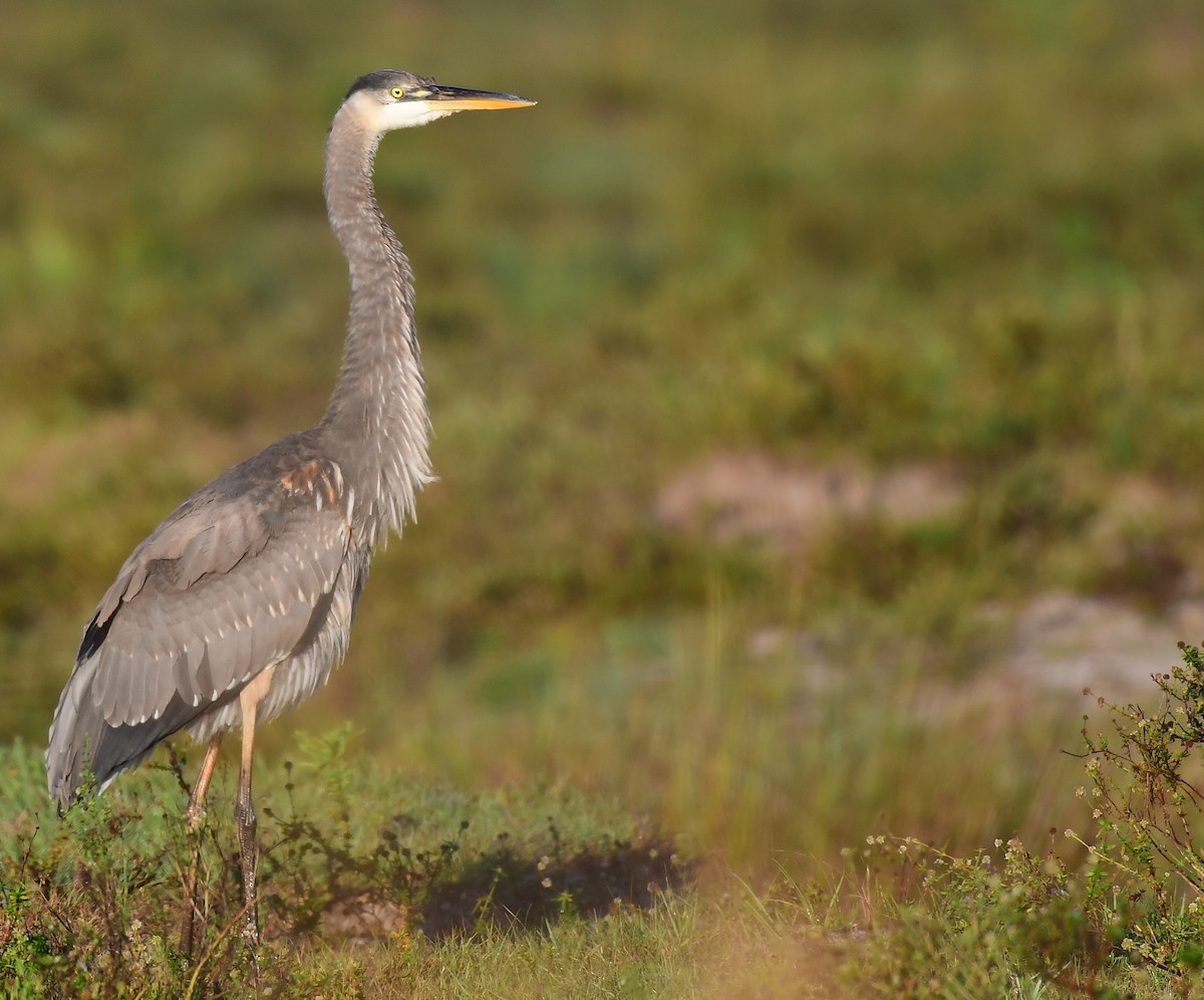 Great Blue Heron - ML645713100