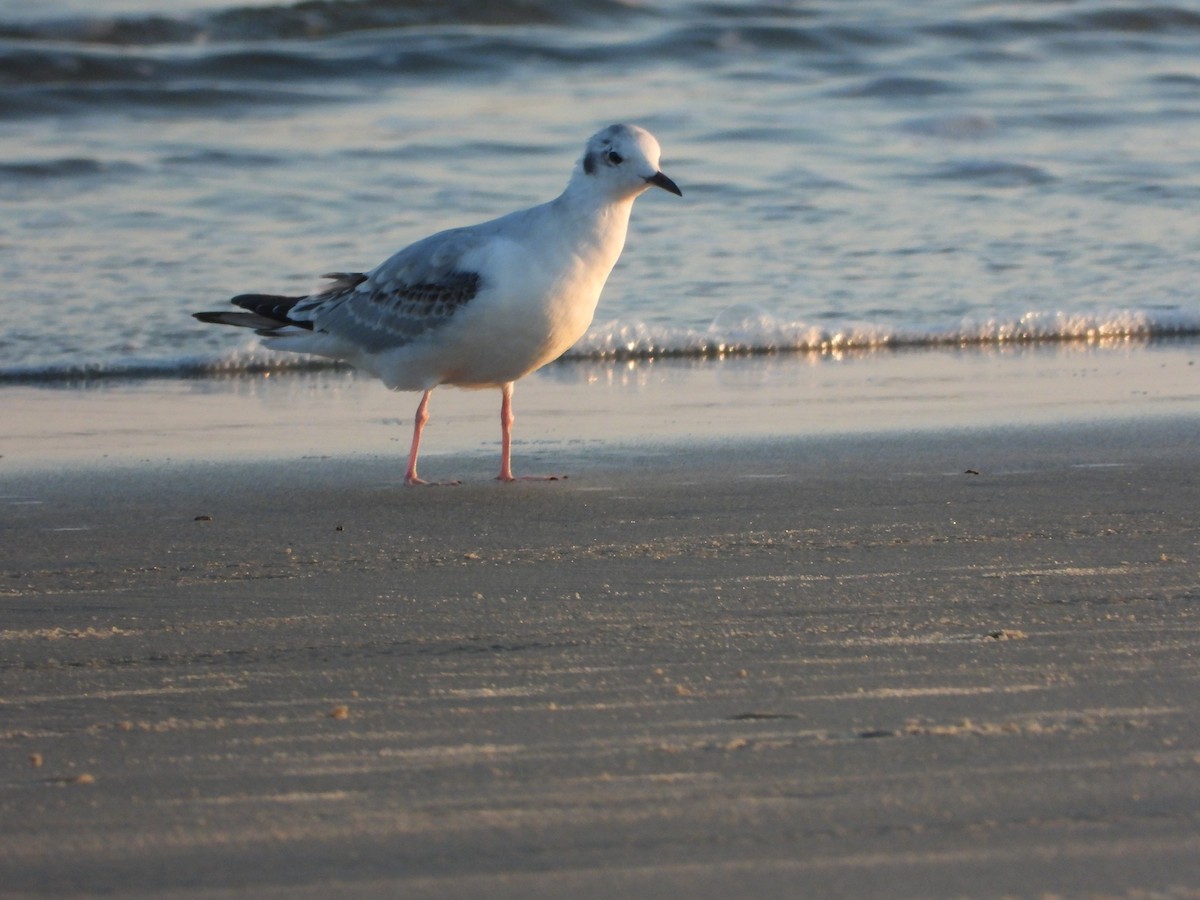 Bonaparte's Gull - ML645713101