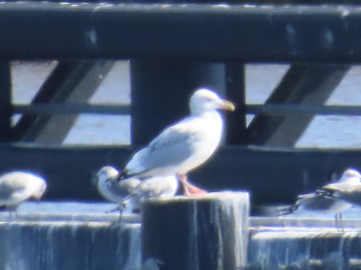 American Herring Gull - ML645713102