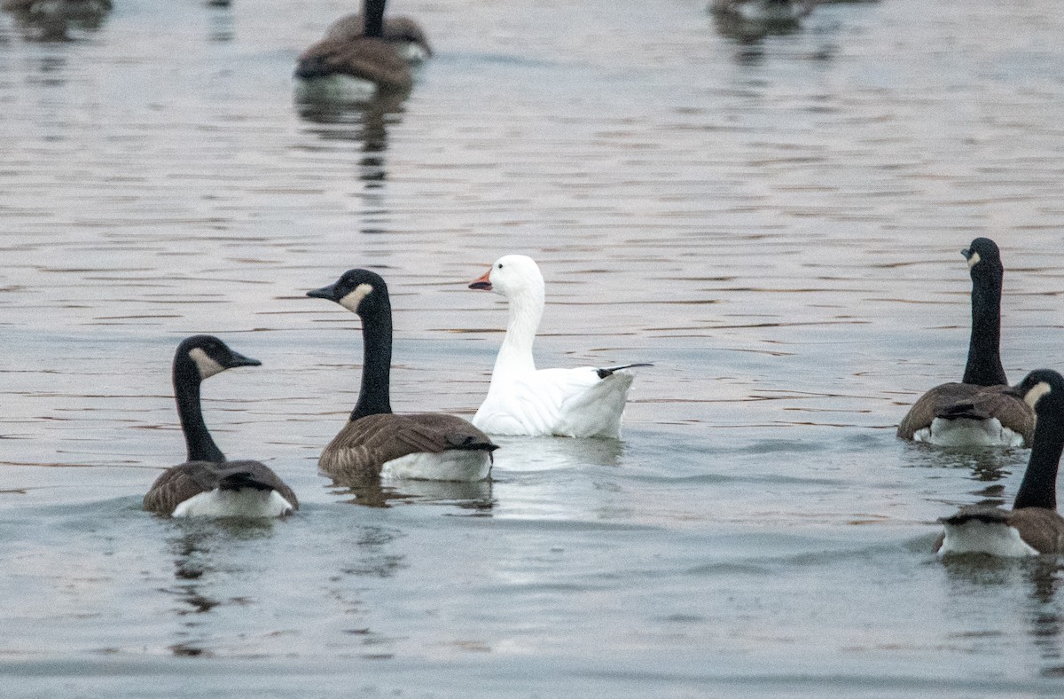 Snow Goose - ML645713104