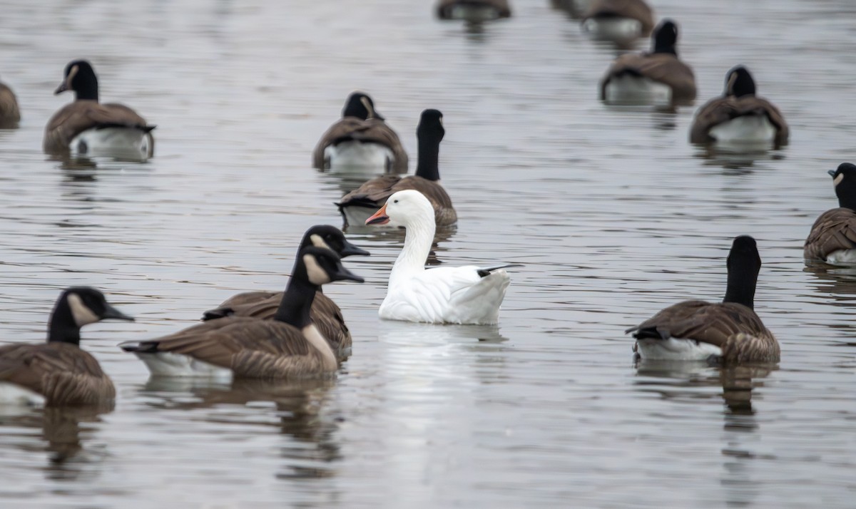 Snow Goose - ML645713105