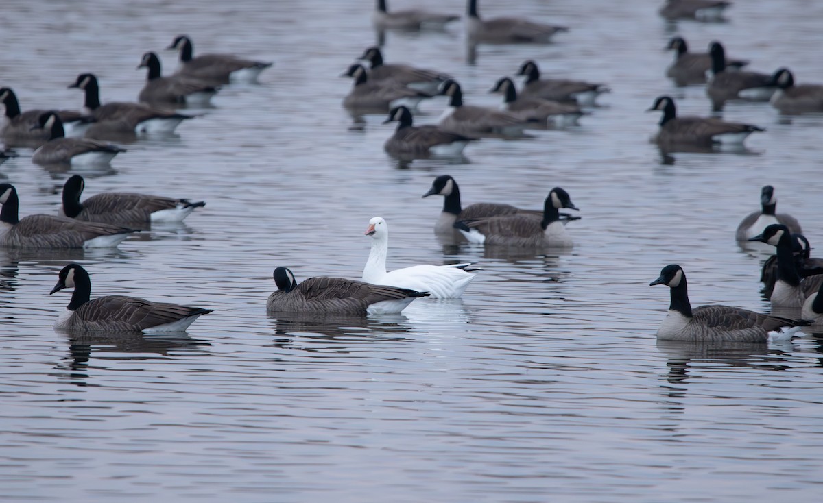 Snow Goose - ML645713106