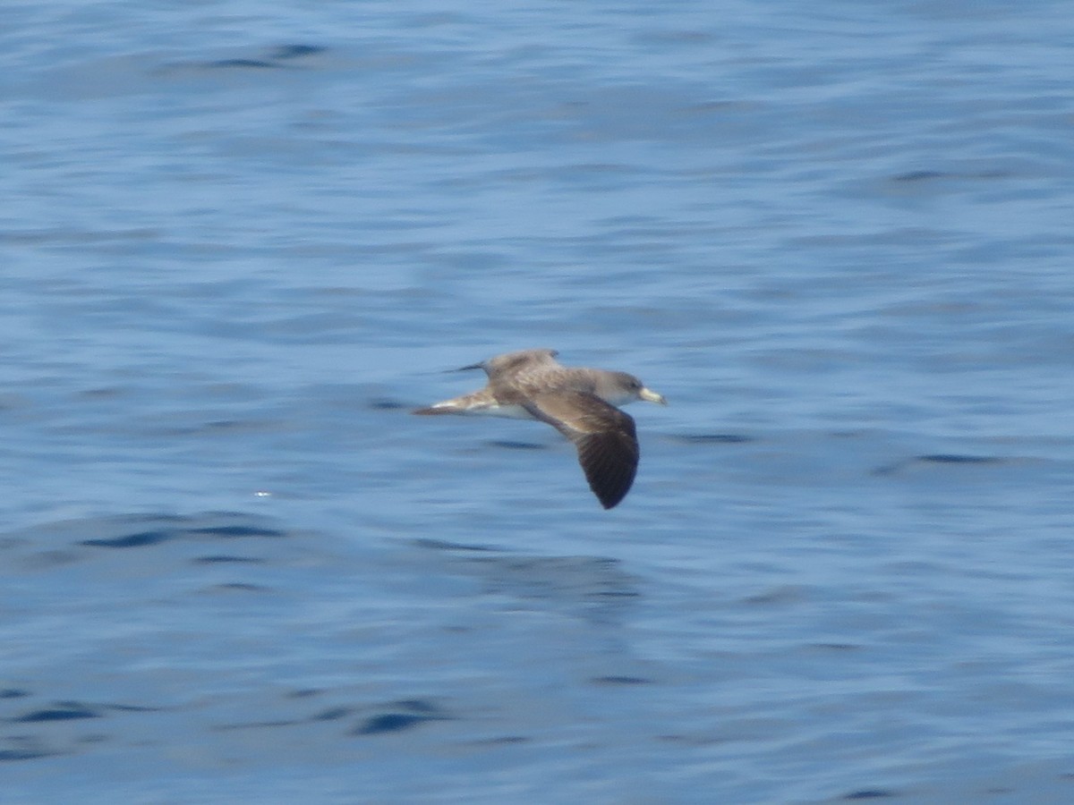 Scopoli's Shearwater - ML645713109