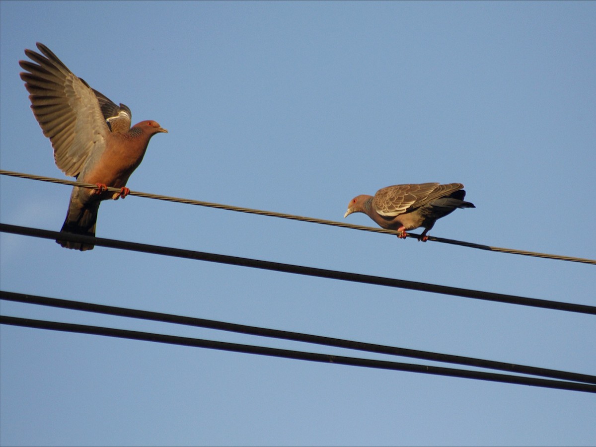 Paloma Picazuró - ML645713116