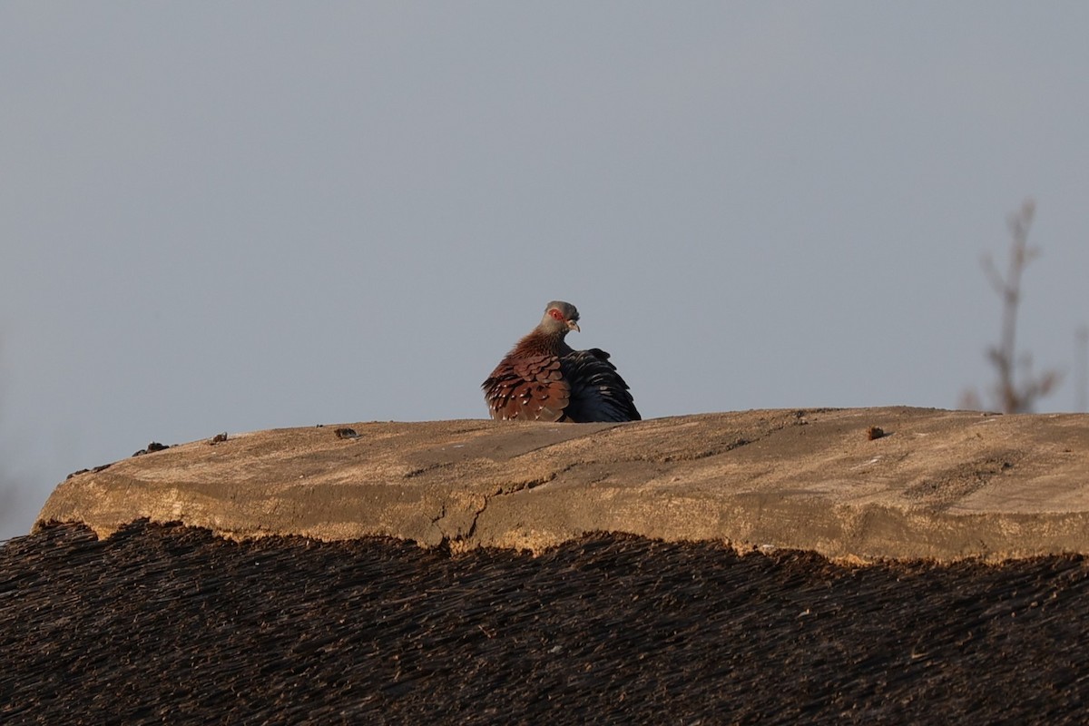 Speckled Pigeon - ML645713128