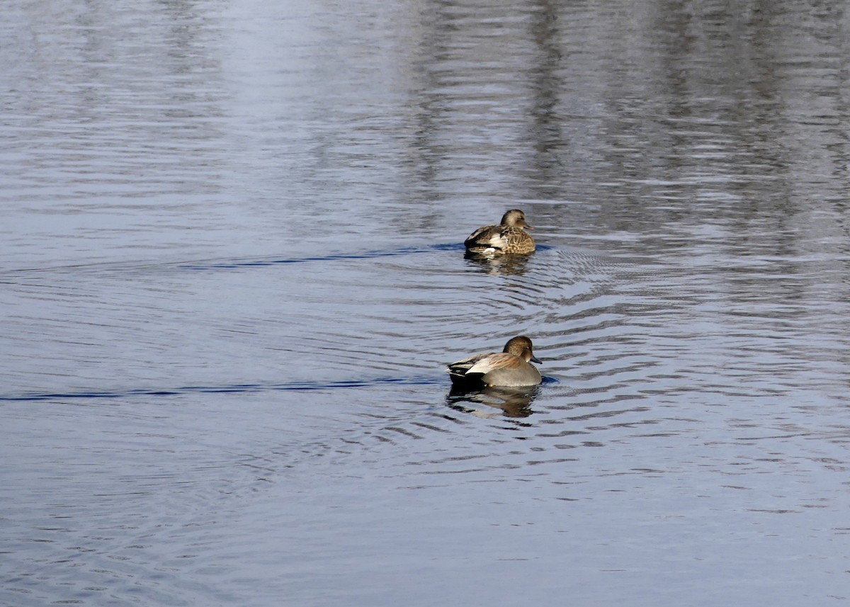 kopřivka obecná - ML645713130