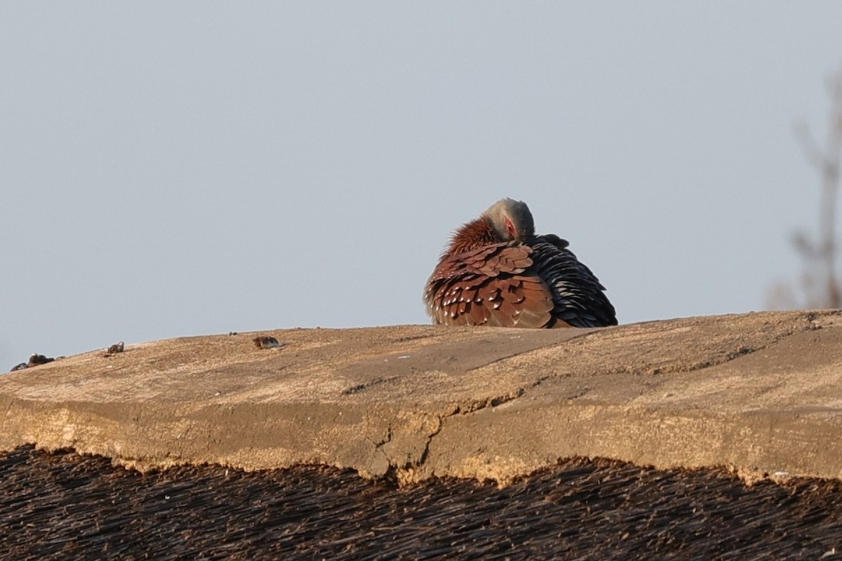 Speckled Pigeon - ML645713136