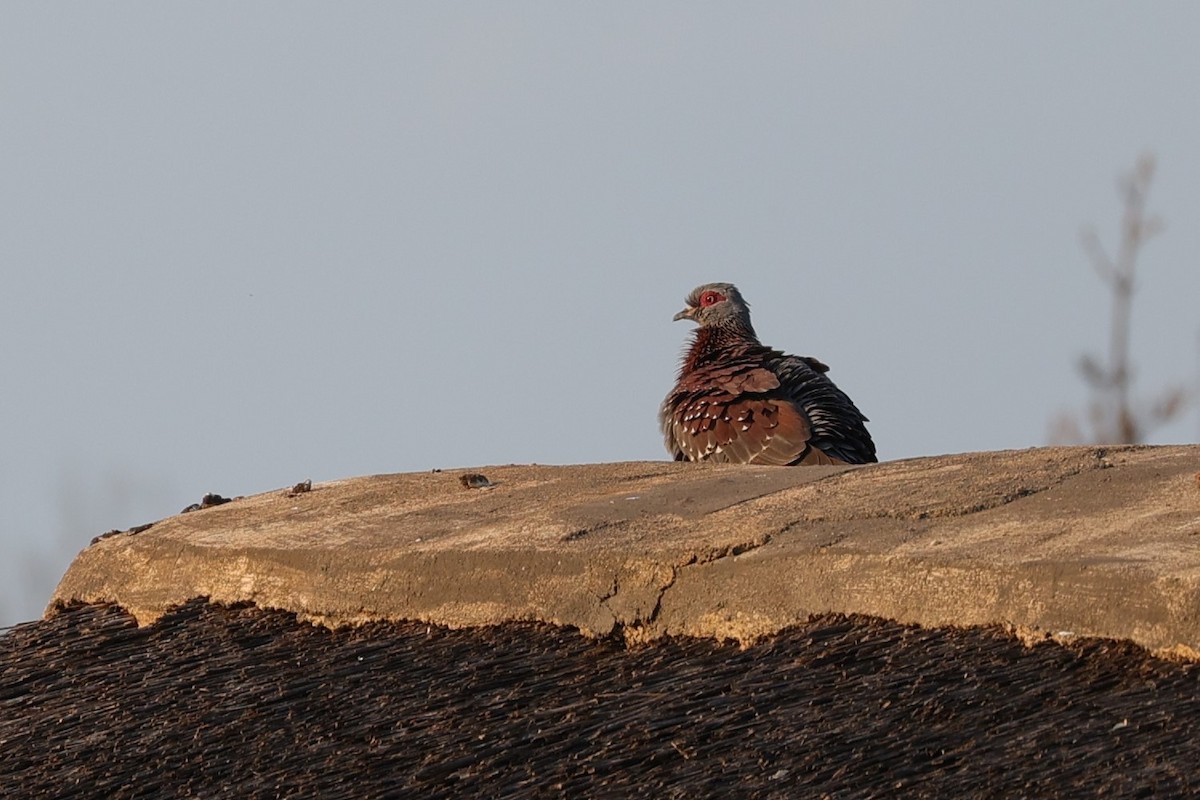 Speckled Pigeon - ML645713137