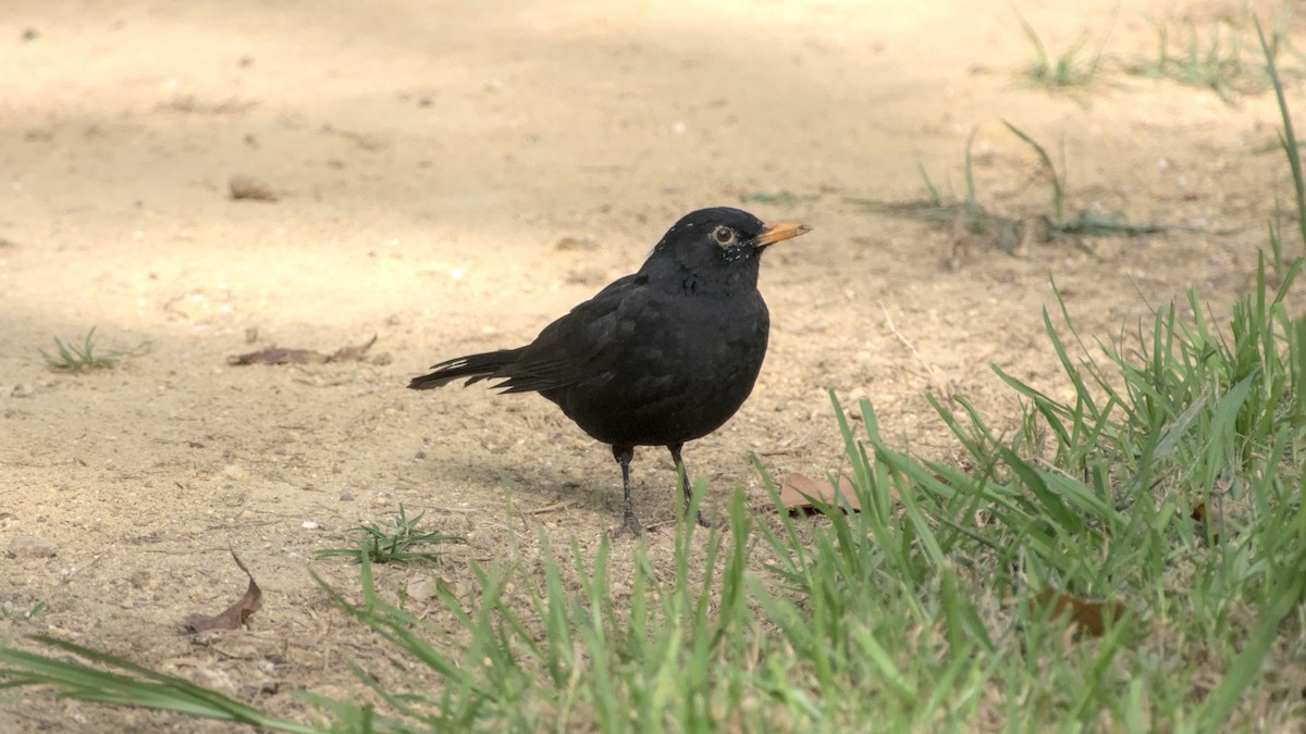 kos černý - ML645713139