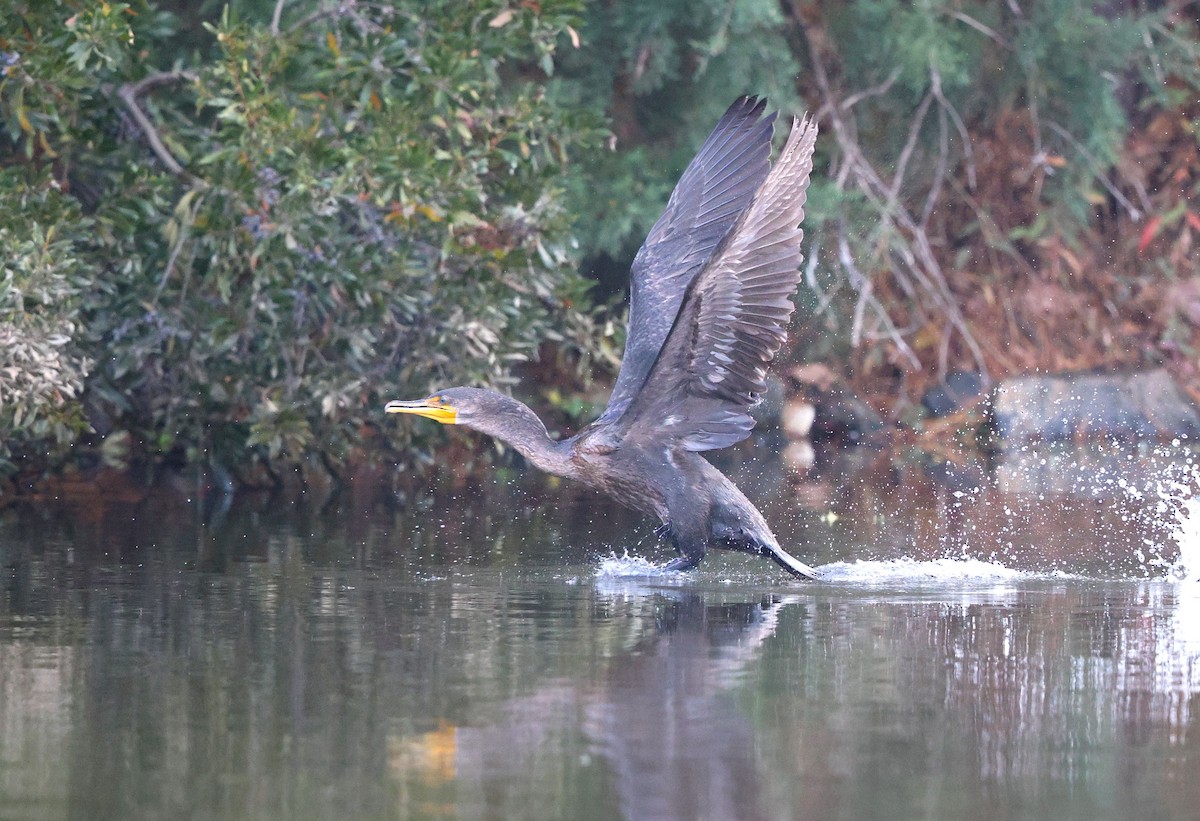 Double-crested Cormorant - ML645713143