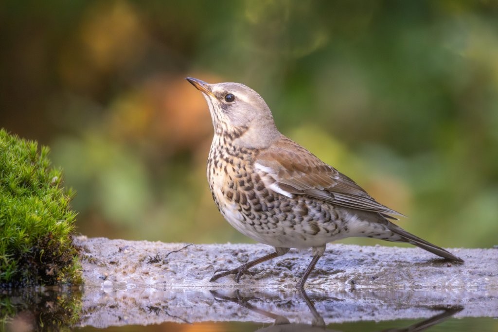 Fieldfare - ML645713151