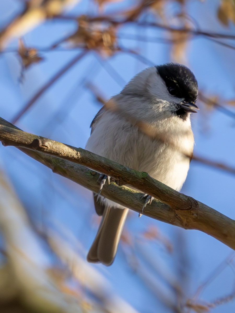 Marsh Tit - ML645713155