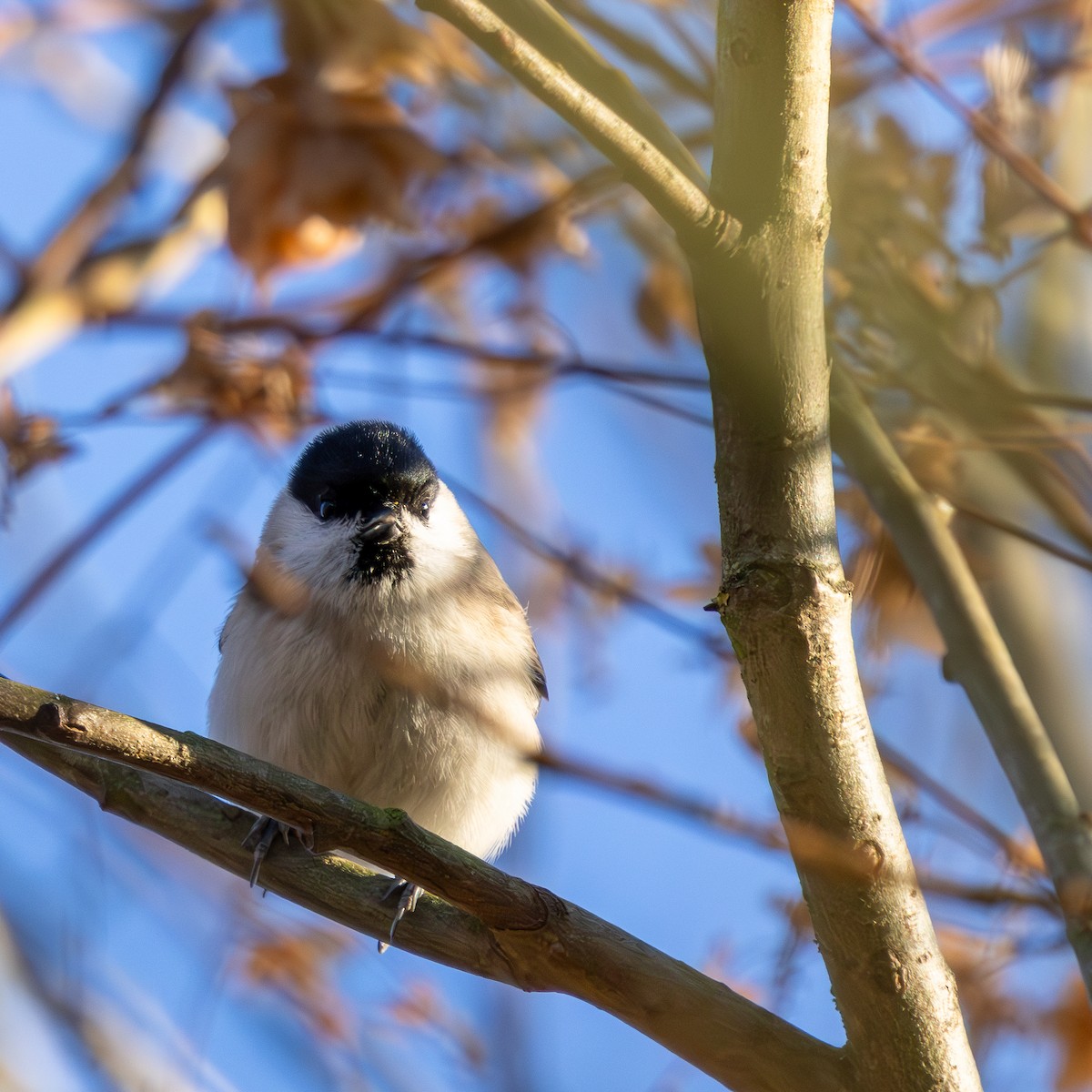 Marsh Tit - ML645713157