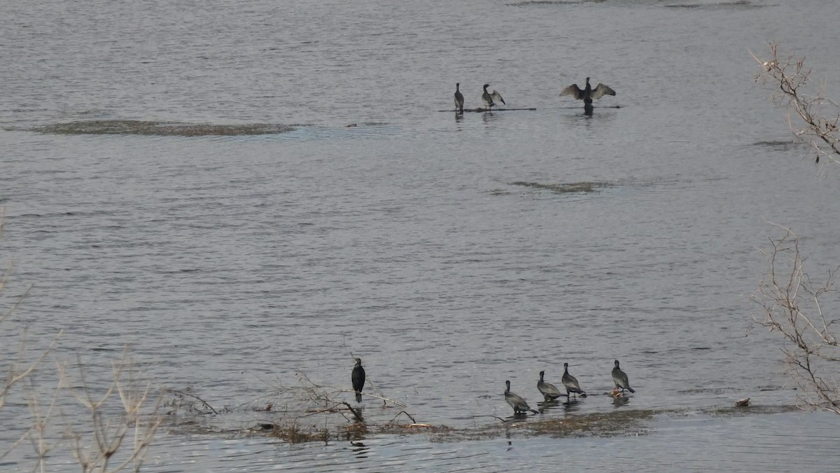 カワウ - ML645713172