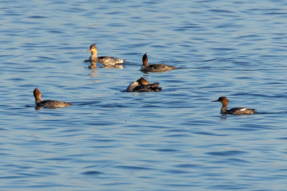 Red-breasted Merganser - ML645713175