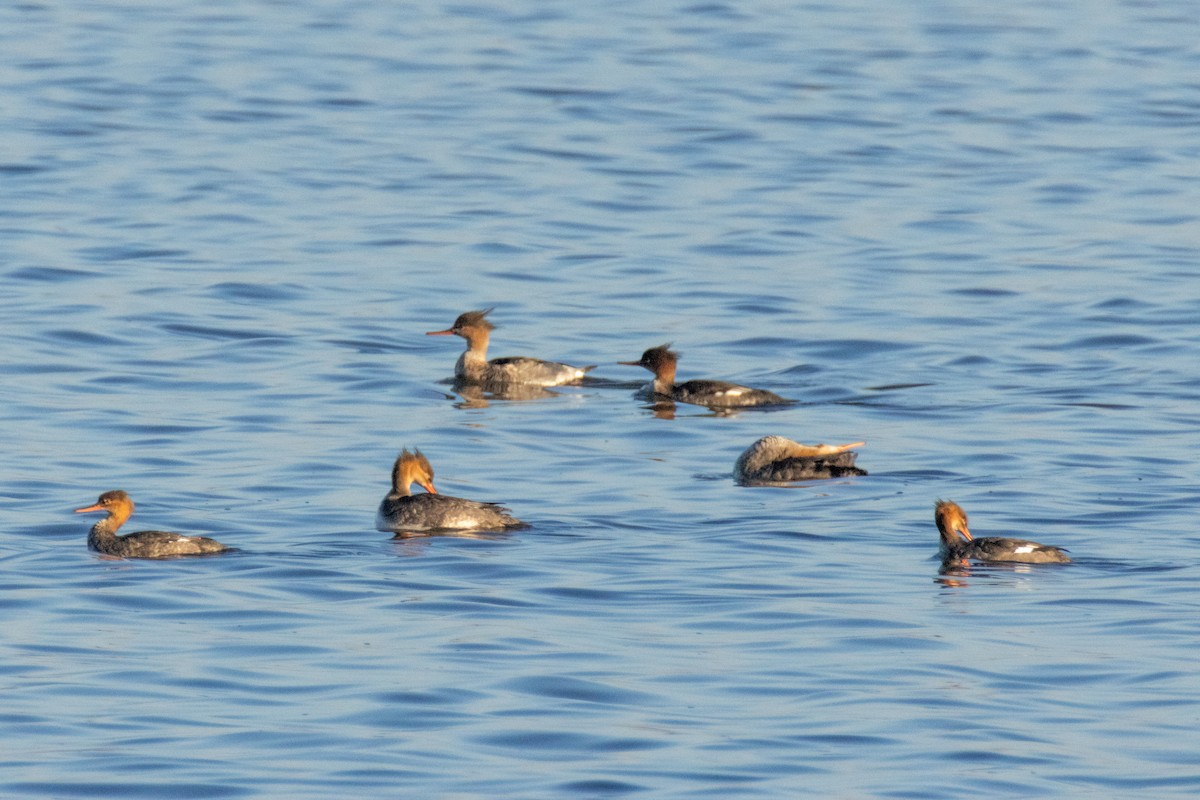 Red-breasted Merganser - ML645713176