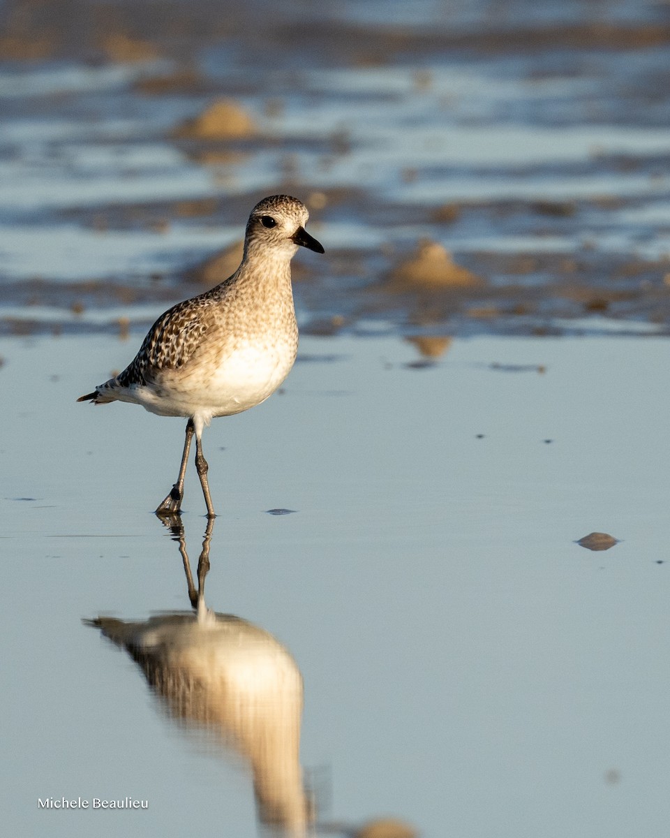 Chorlito Gris - ML645713190