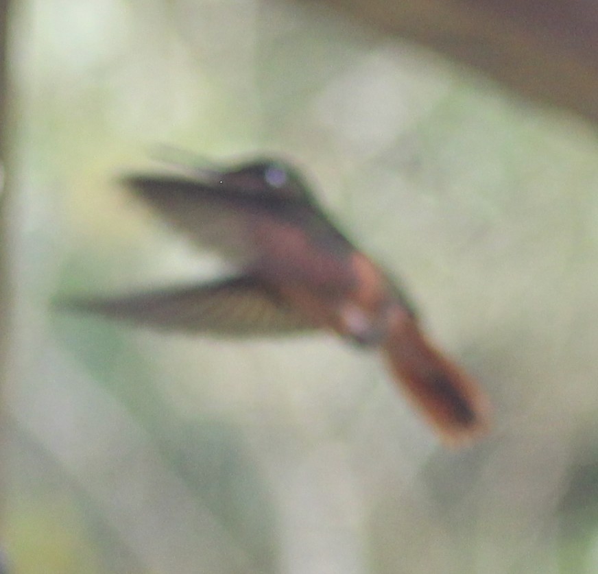 Brazilian Ruby - ML645713194