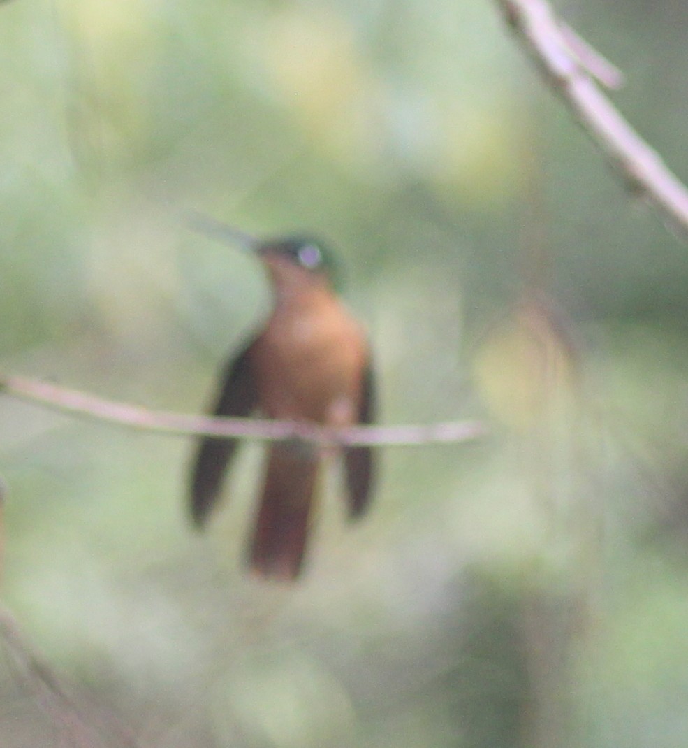 Brazilian Ruby - ML645713195