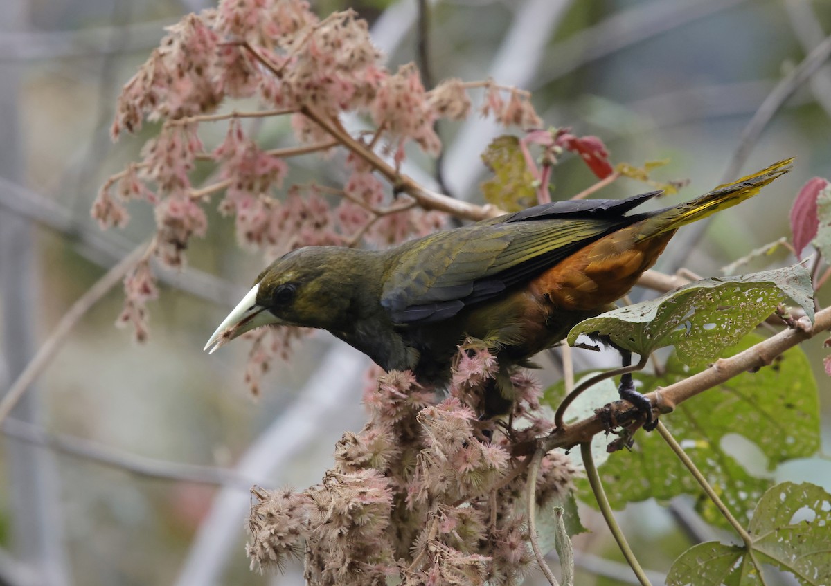 Dusky-green Oropendola - ML645713208
