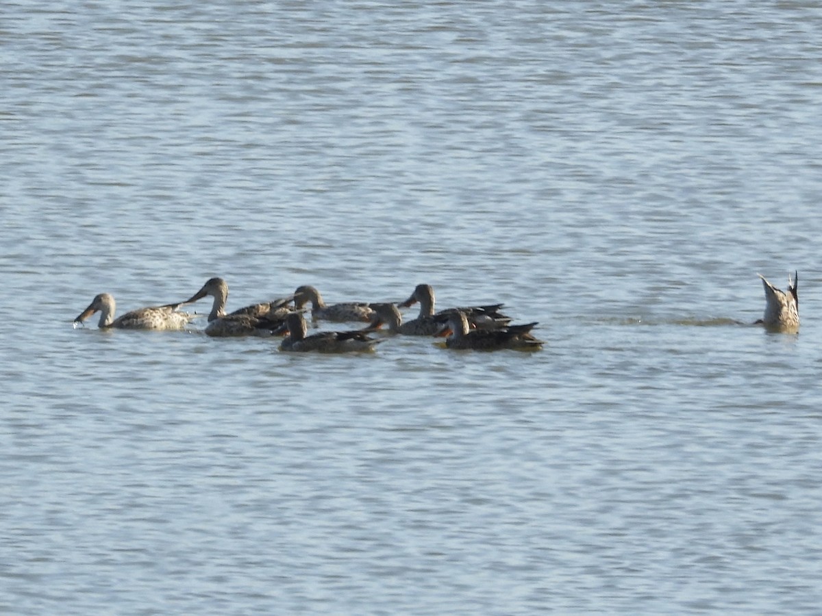 Northern Shoveler - ML645713212