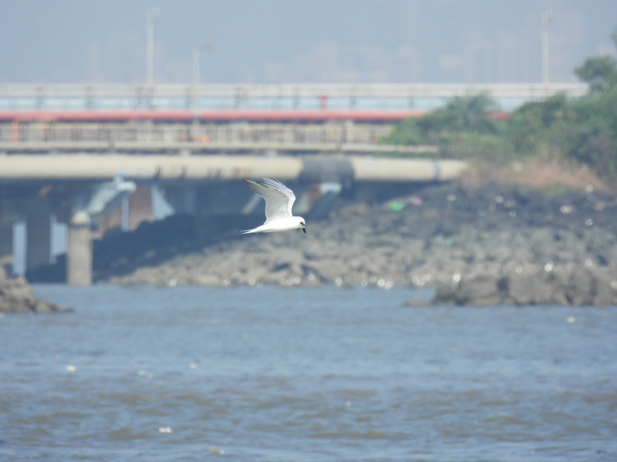 Gull-billed Tern - ML645713216