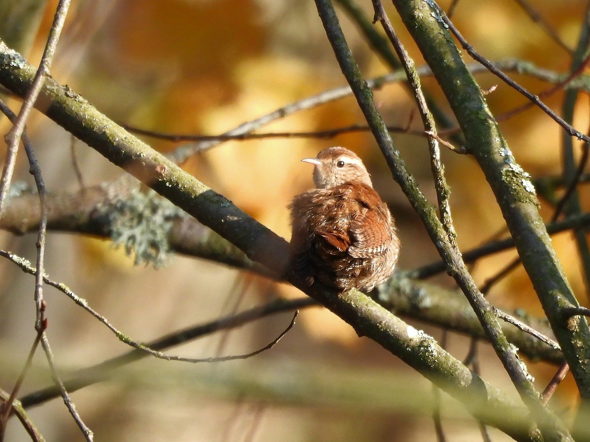 Eurasian Wren - ML645713218