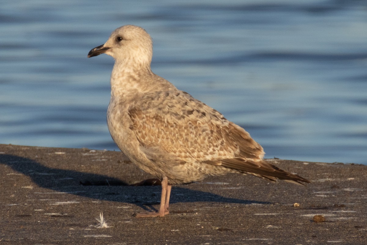 American Herring Gull - ML645713223