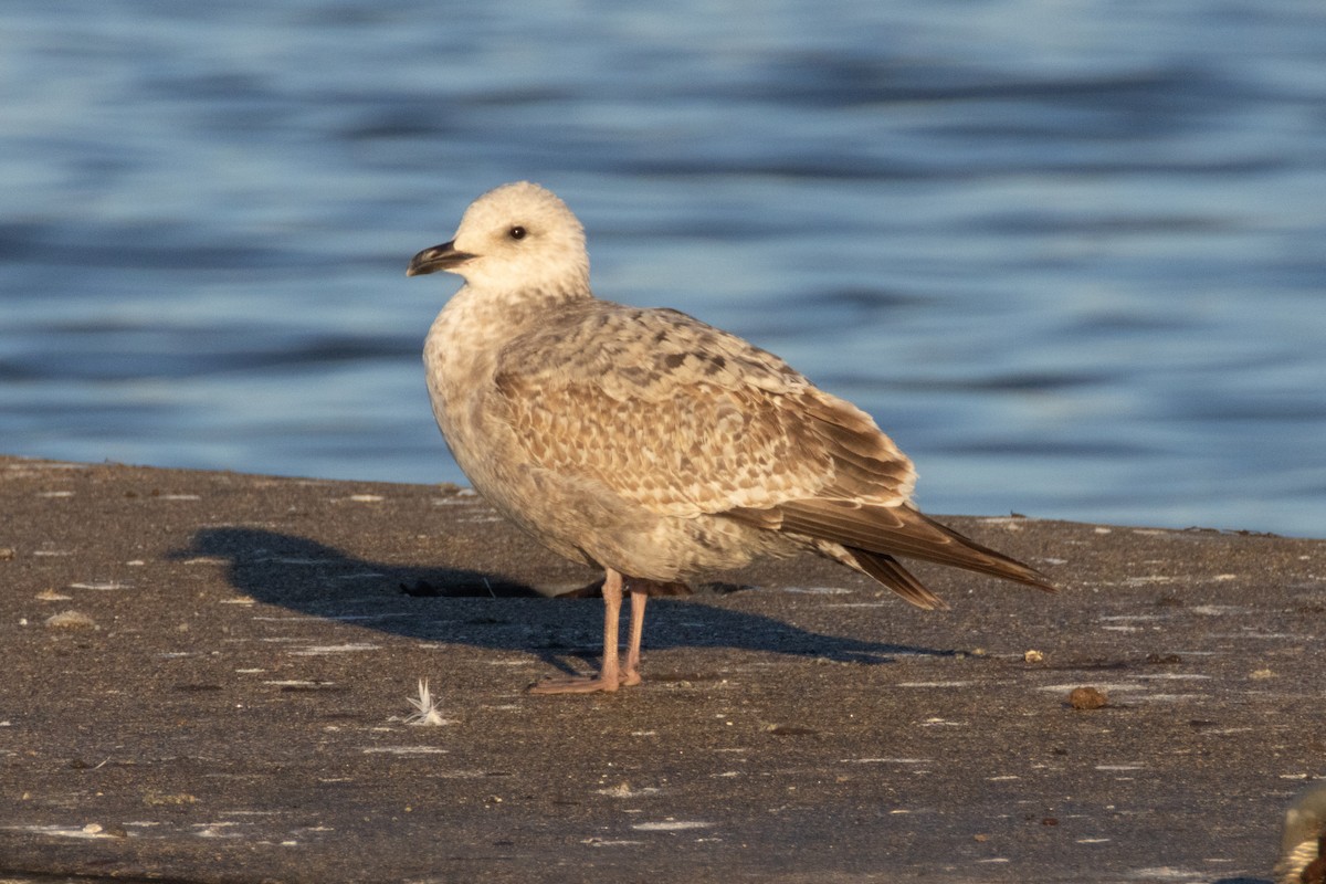 American Herring Gull - ML645713224