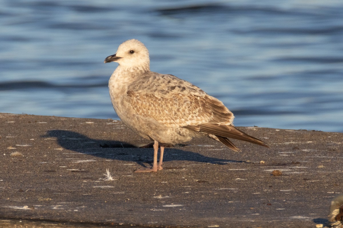 American Herring Gull - ML645713225