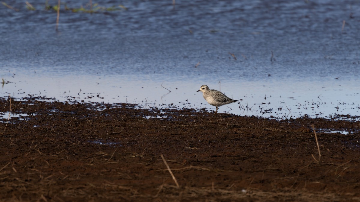 American Golden-Plover - ML645713226