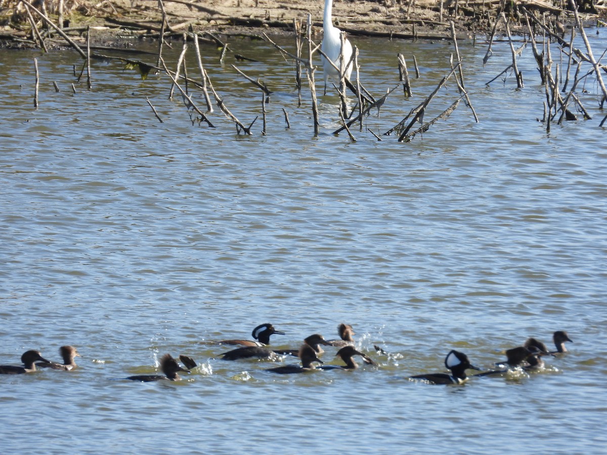 Hooded Merganser - ML645713234