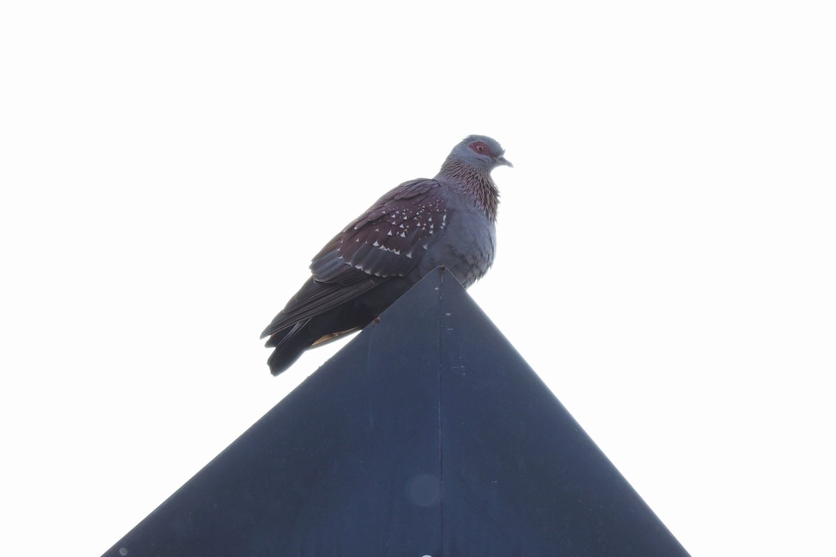 Speckled Pigeon - ML645713235