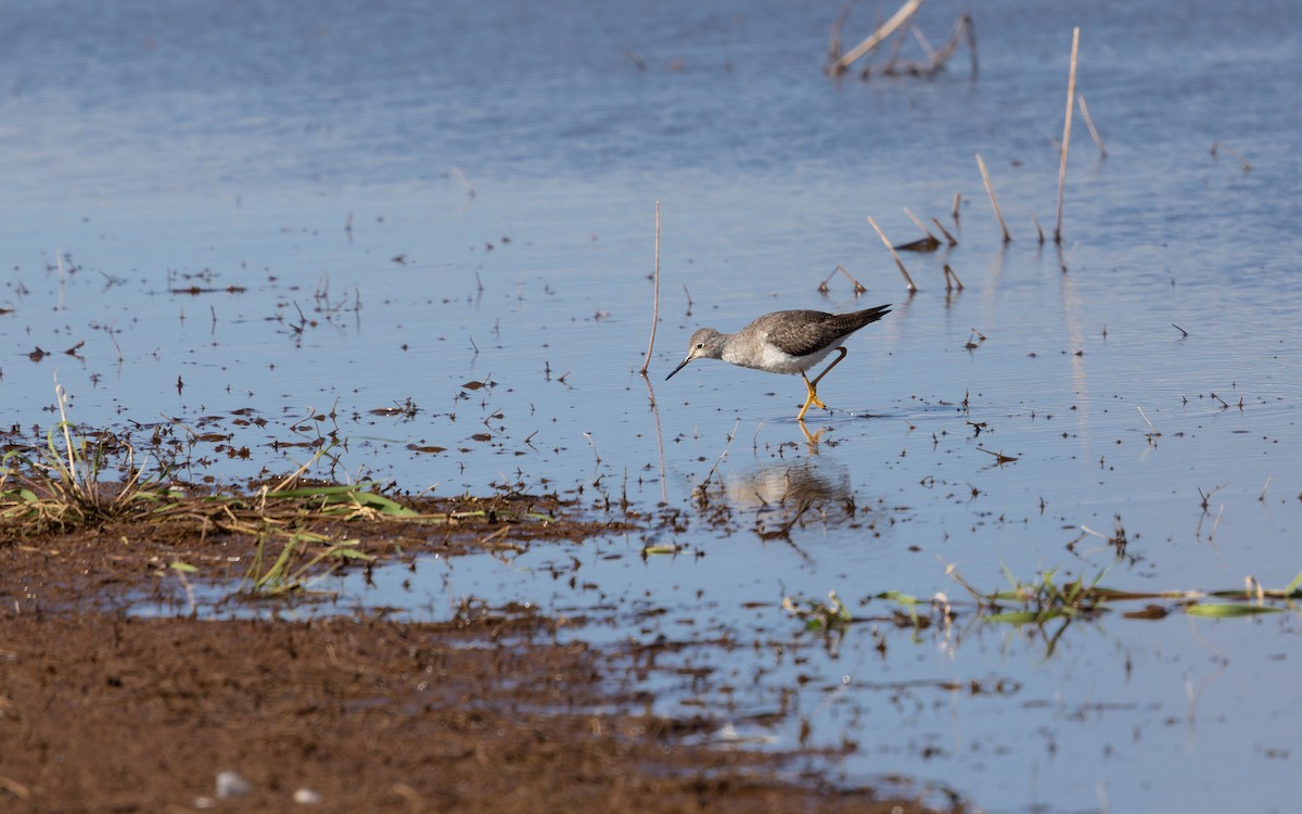 Lesser Yellowlegs - ML645713236