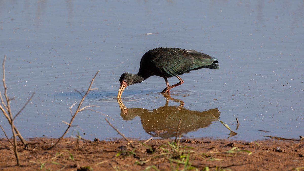 Ibis Afeitado - ML645713244