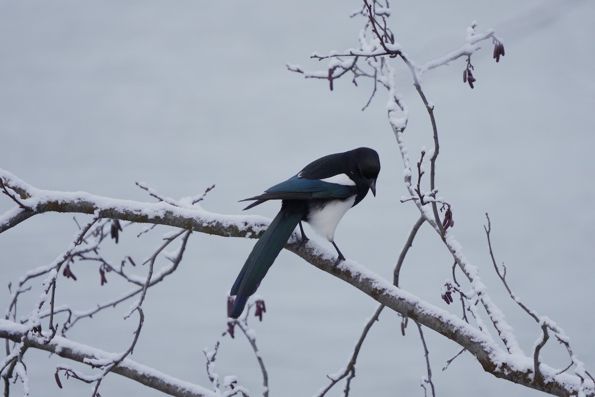 Black-billed Magpie - ML645713245