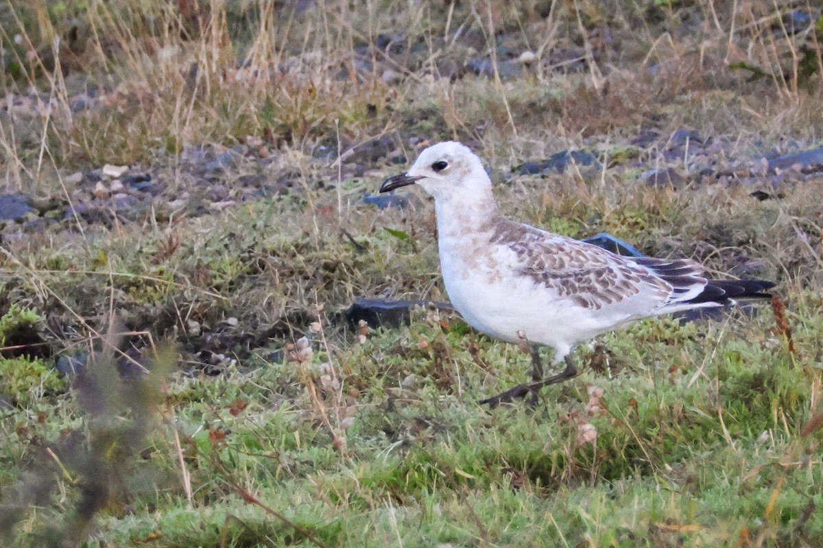 Mediterranean Gull - ML645713257