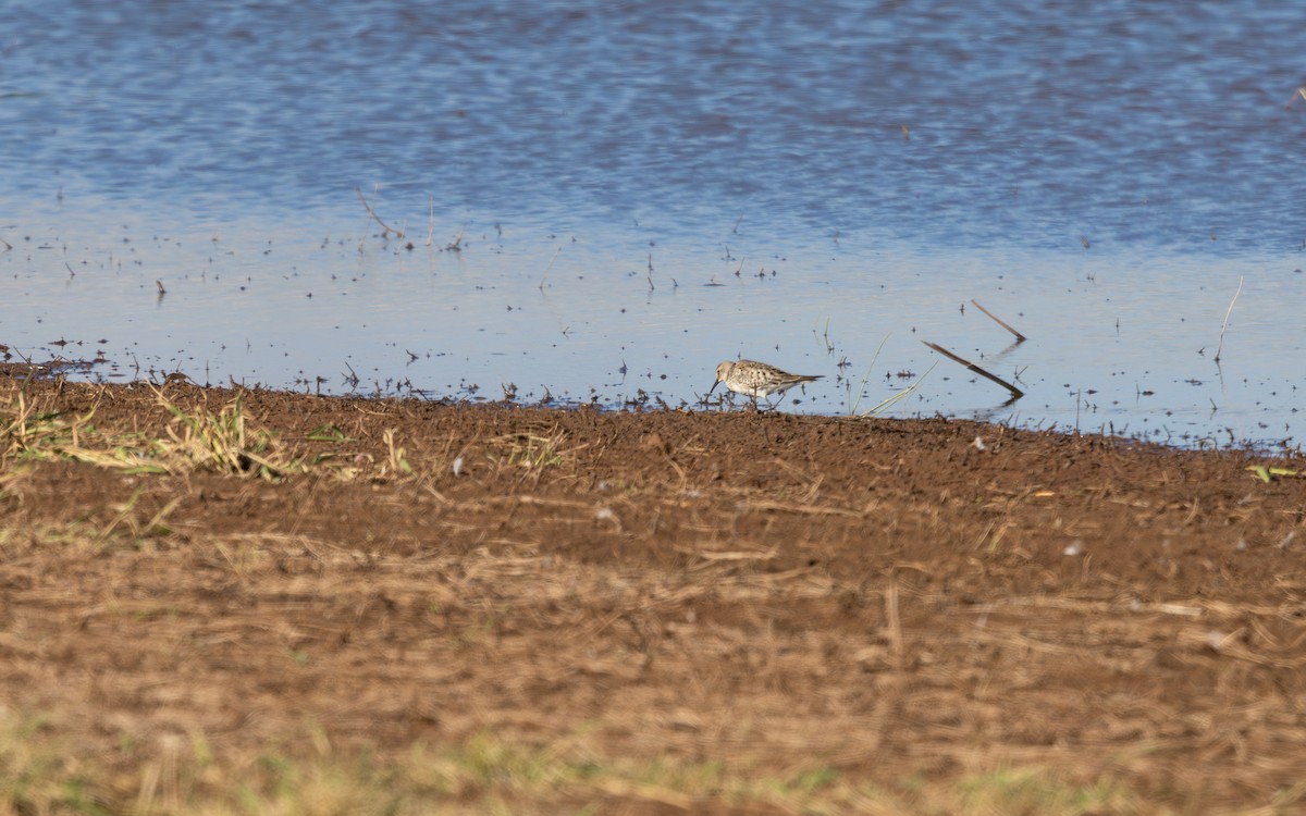 bonapartesnipe - ML645713264